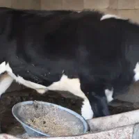 گاو پرآپ چاق مناسب برای مالداری و قصابی