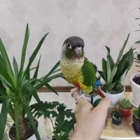 گیرینچیک یلو ساید|پرنده|ری, ولی آباد|دیوار