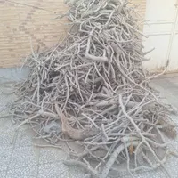 فروش چوب پسته