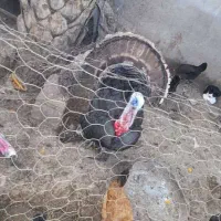 خروس و بوقلمو|حیوانات مزرعه|دزفول, |دیوار