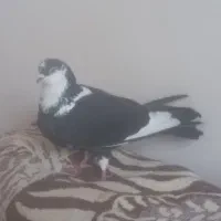 کبوتر شکارشده