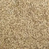 جو محلی درجه یک