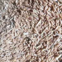 خرید گندم و جو|عمده‌فروشی|کبودرآهنگ, |دیوار