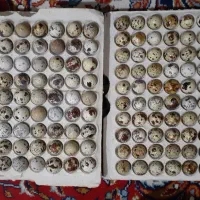 بسته 12 عددی تخم بلدرچین