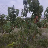 باغ به متراژ۲۱۰۰متر