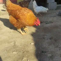 مرغ طبیعی