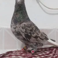 دم سفید گراف