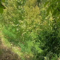 باغ فروشی فوری فوری