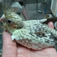 جوجه عروس سرلاکی