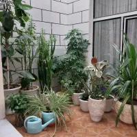 گل های اپارتمانی