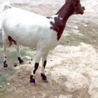 ابستن و بزغاله|حیوانات مزرعه|جهرم, |دیوار