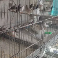 انواع فنچ گلدین .ستاره ای ،جغدی،کراواتی ،گلوبریده|پرنده|شیروان (خراسان), |دیوار