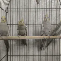 عروس هلندی نر گم شده|حیوانات|اسلام‌شهر, |دیوار