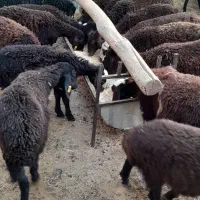 بره نره ماده افشار و قزل افشار|حیوانات مزرعه|محمدیه-قزوین, |دیوار