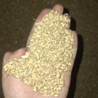 فروش گندم