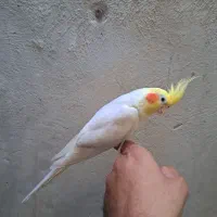 جفت عروس|پرنده|بندرعباس, |دیوار