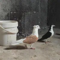 پشت زرد ماده|پرنده|تاکستان, |دیوار