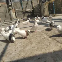 نروماده طوقی