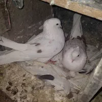 کبوترشونی وطوقی|پرنده|سیلاخور, |دیوار