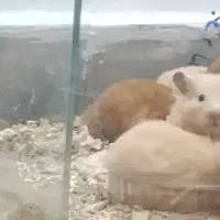 فروش استثنایی همستر همه نژادها فقط تماس|موش و خرگوش|علی‌آباد کتول, |دیوار