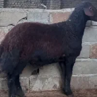 گوسفند ۱راس بره کردستانی قوچی|حیوانات مزرعه|گرگان, |دیوار