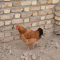 مرغ وخروس|حیوانات مزرعه|سنقر, |دیوار