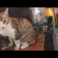 گربه بزرگ و پنج تا بچه گربه