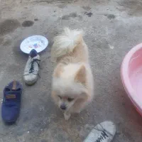 سگ پامرین باهوش|سگ|بندرعباس, |دیوار