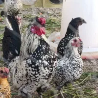 جوجه نژاد سیبرایت