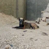 ی جفت مالینیوز بایک عدد توله ماده|سگ|اصفهان, خوراسگان|دیوار