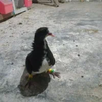 کبوتر|پرنده|نیشابور, مازول|دیوار