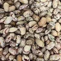 لوبیا چیتی  تمیز و باکیفیت محصول امسال