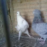 کفتر پرشی.خارجی.یزدی|پرنده|یزد, |دیوار