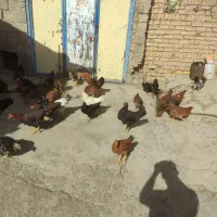 35عدد مرغ و خروس سالم و زیبا فقط12|حیوانات مزرعه|حلب, |دیوار