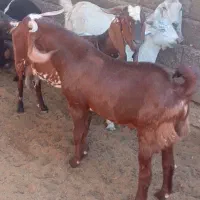 گوسفند فروشی