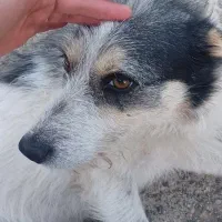 سگ گمشده|حیوانات|مرند, |دیوار