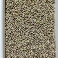 سهره دانه|پرنده|مرودشت, ابوذر شمالی‎|دیوار