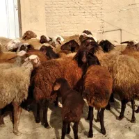 برای فروش|حیوانات مزرعه|گیان, |دیوار