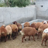 بره نر و ماده|حیوانات مزرعه|اصلاندوز, |دیوار