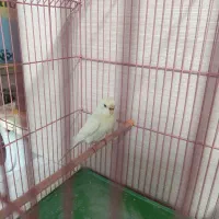 مرغ عشق|پرنده|رشت, علی آباد|دیوار