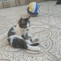 واگذاری گربه پنج ماه اهلی و ناز