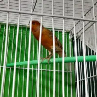 قناری رسمی سرخ مولد روی تخم|پرنده|مشهد, تلگرد|دیوار