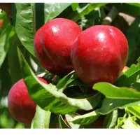 شلیل درجه یک مغان