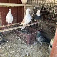 کفتر کبوتر جوجه پرش عالی