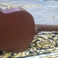 گیتار اموزشی|گیتار، بیس، امپلیفایر|یزد, |دیوار