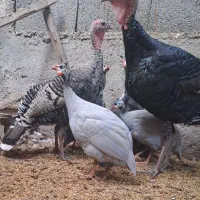 ۵عدد روسی ۱ عدد بوقلمون نر ،برنز