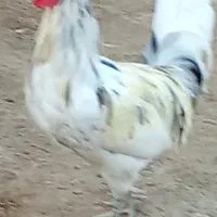 خروس محلی اصل سفید|حیوانات مزرعه|خورموج, |دیوار