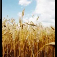 فروش سه دونگ امتیاز مرکز خرید گندم