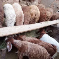 بره نر|حیوانات مزرعه|اسفراین, |دیوار