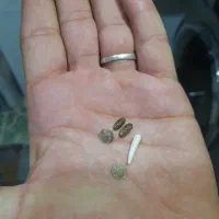 مهره های اصل وتضمینی درجه یک